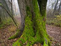 Moosbedeckte Wurzeln